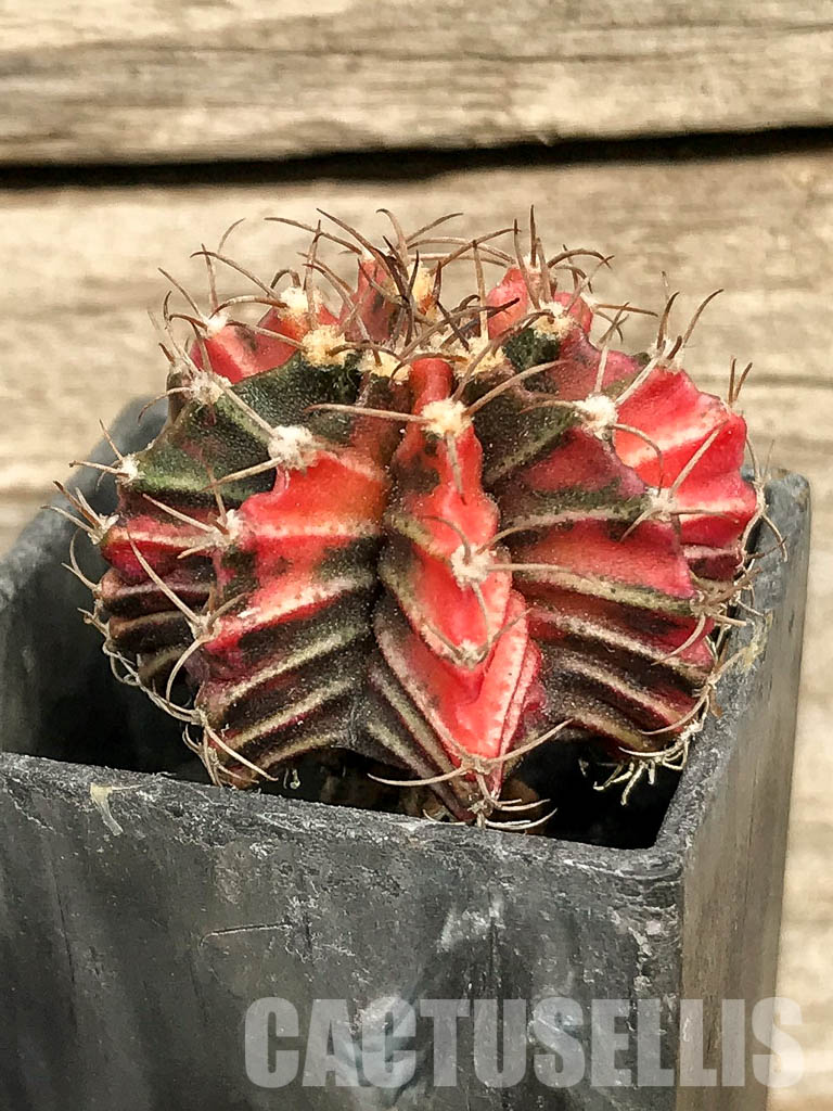 SH7031 Gymnocalycium friedrichii hybrid variegated - Image 2