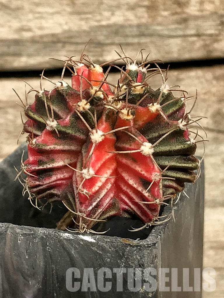 SH7031 Gymnocalycium friedrichii hybrid variegated - Image 3