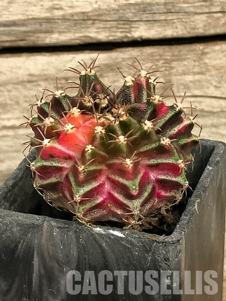SH7032 Gymnocalycium friedrichii hybrid variegated - Imagen 3