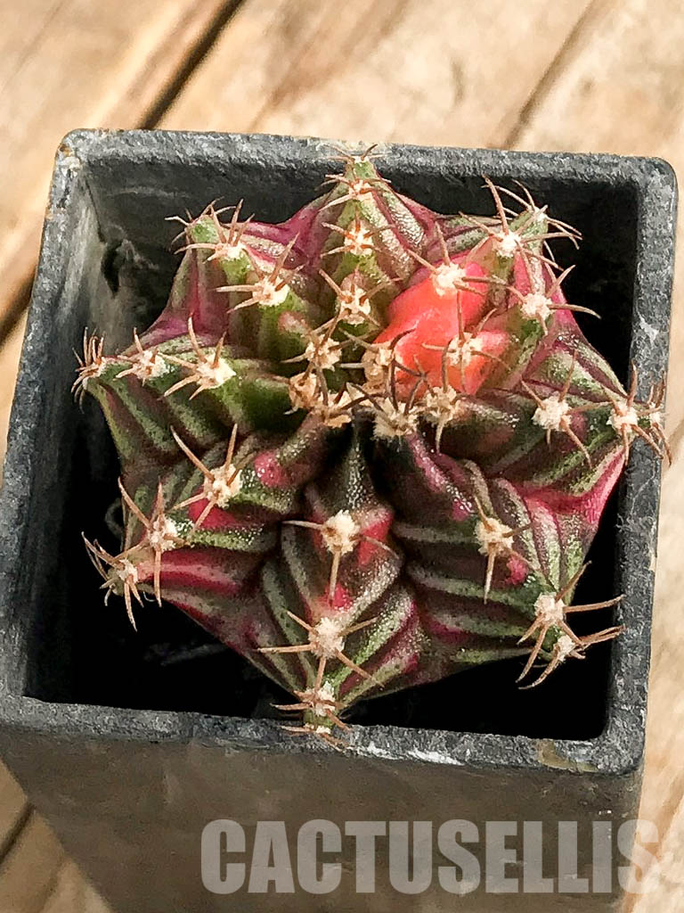 SH7032 Gymnocalycium friedrichii hybrid variegated - Imagen 2