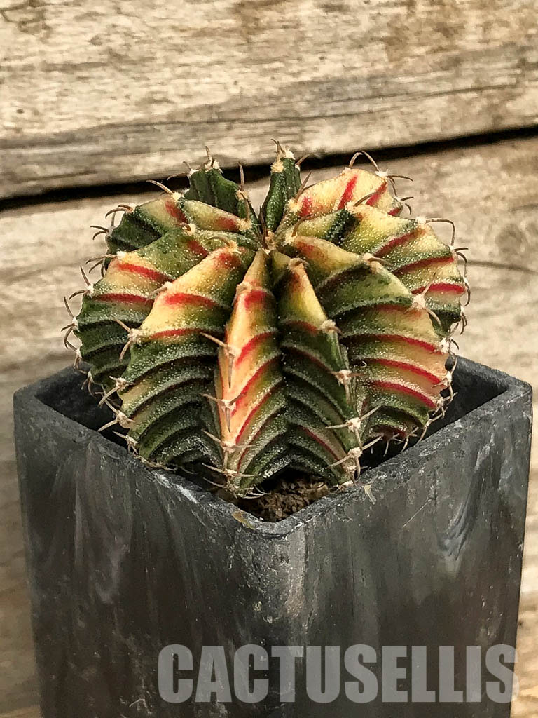 SH7033 Gymnocalycium friedrichii Agua Dulce LB 2178 hybrid variegated