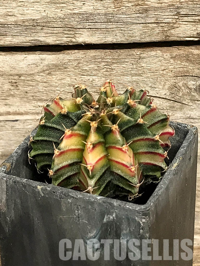 SH7036 Gymnocalycium friedrichii Agua Dulce LB 2178 hybrid variegated - Image 2