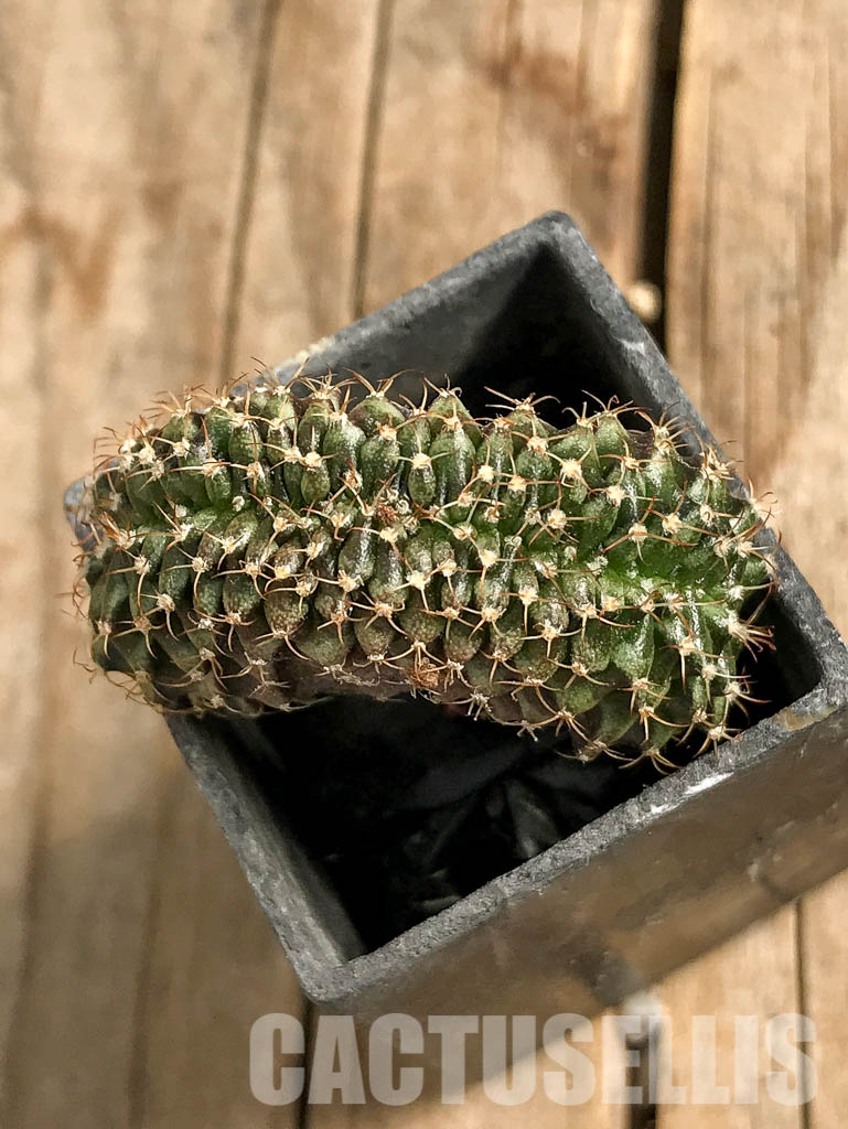 SH7041 Gymnocalycium mihanovichii f. cristata, own roots
