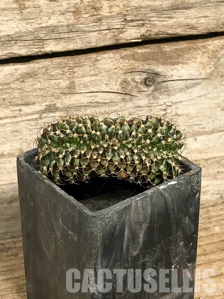 SH7041 Gymnocalycium mihanovichii f. cristata, own roots - Image 2