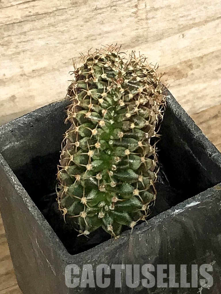 SH7041 Gymnocalycium mihanovichii f. cristata, own roots - Image 3