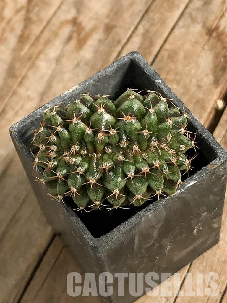 SH7042 Gymnocalycium mihanovichii f. cristata, own roots