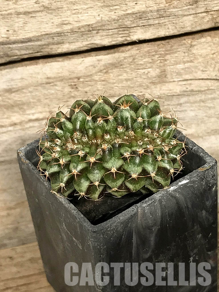 SH7042 Gymnocalycium mihanovichii f. cristata, own roots - Image 2