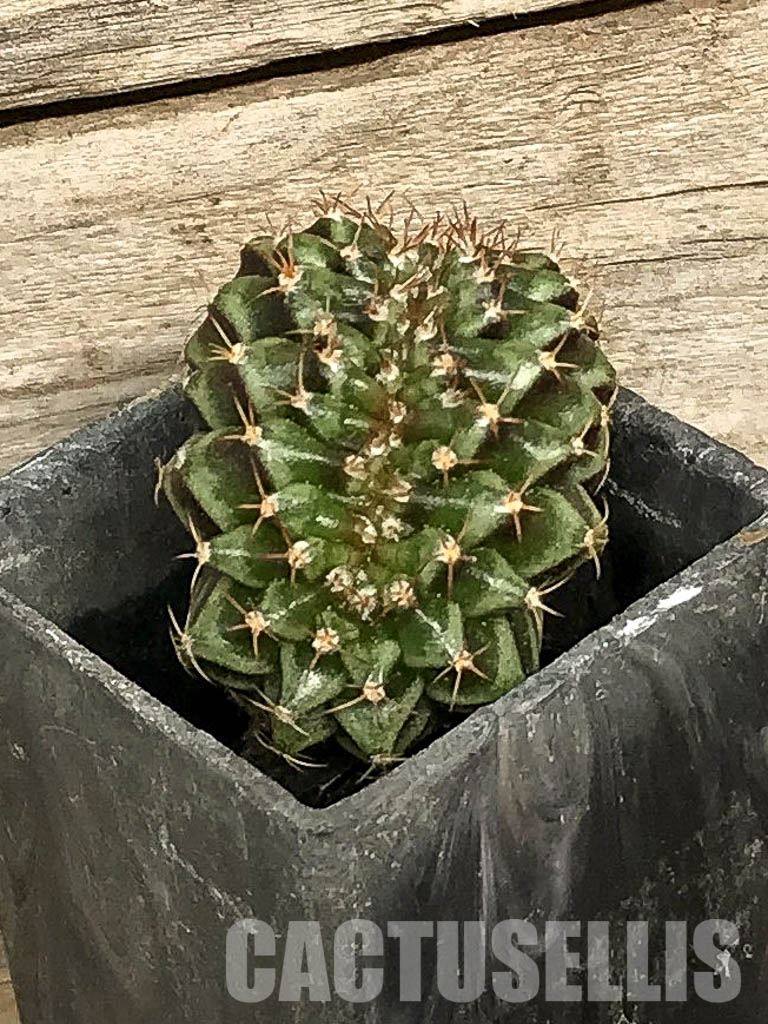 SH7042 Gymnocalycium mihanovichii f. cristata, own roots - Image 3