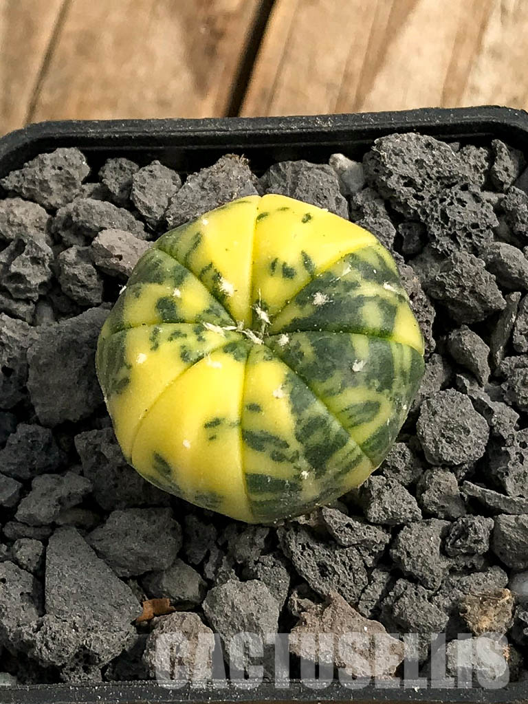 SH7043 Astrophytum asterias f. variegata