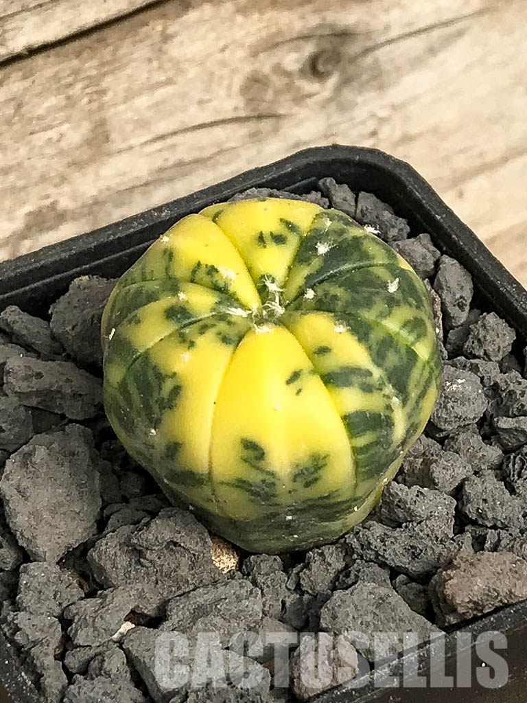 SH7043 Astrophytum asterias f. variegata - immagine 2