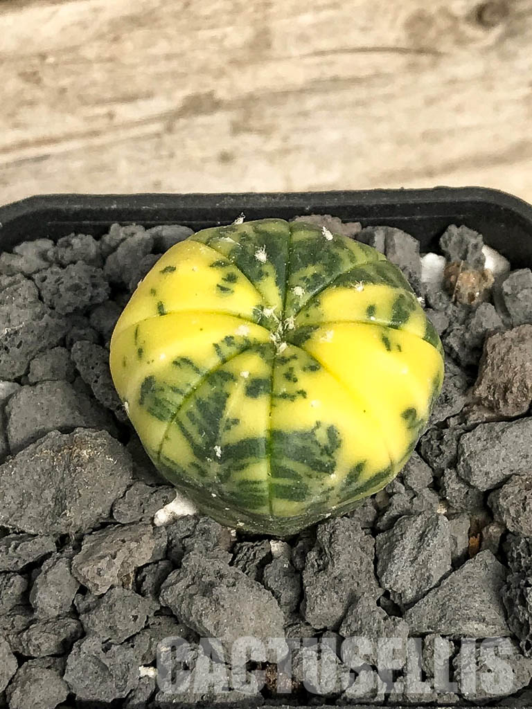 SH7043 Astrophytum asterias f. variegata - immagine 3