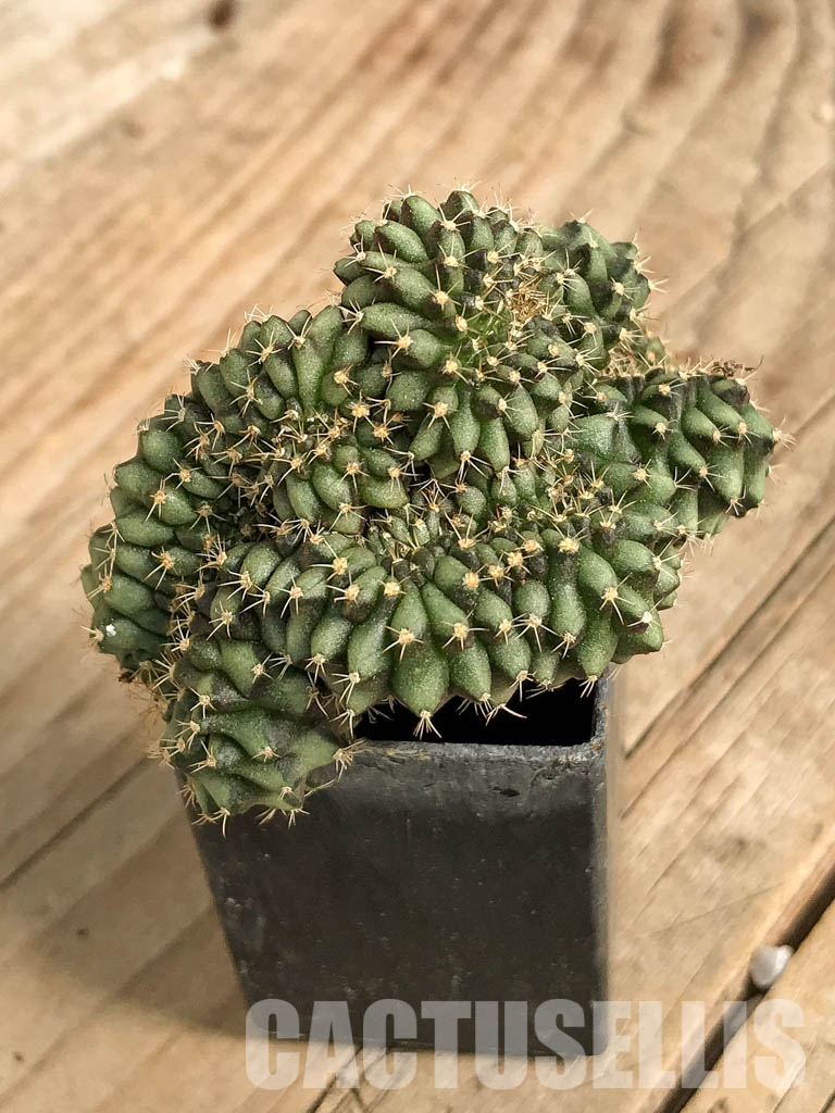 SH7046 Gymnocalycium mihanovichii f. cristata, own roots