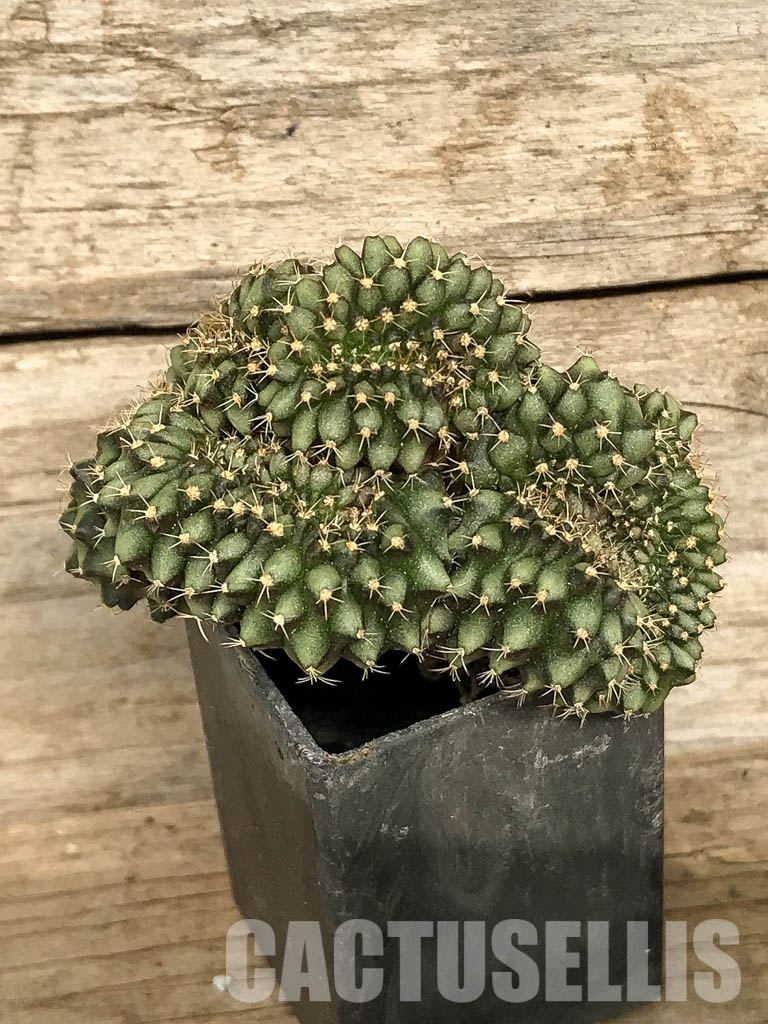 SH7046 Gymnocalycium mihanovichii f. cristata, own roots - Image 2