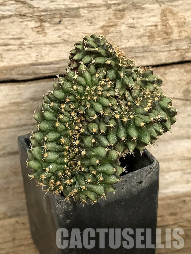 SH7046 Gymnocalycium mihanovichii f. cristata, own roots - Image 3