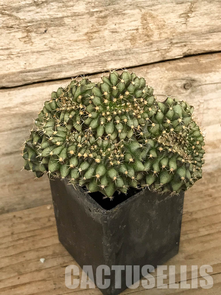 SH7046 Gymnocalycium mihanovichii f. cristata, own roots - Image 4