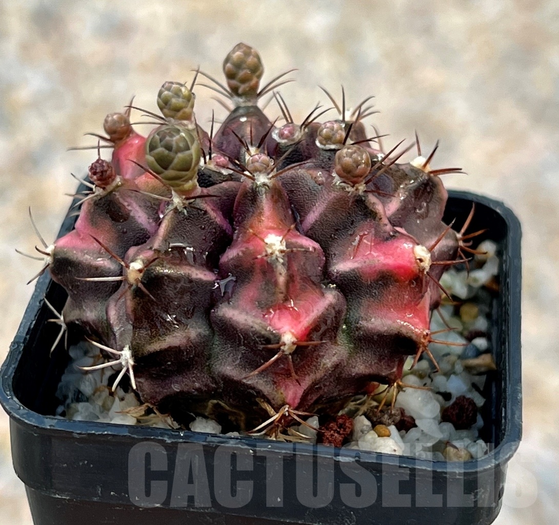 SHPR8051 Gymnocalycium mihanovichii variegated - Зображення 2