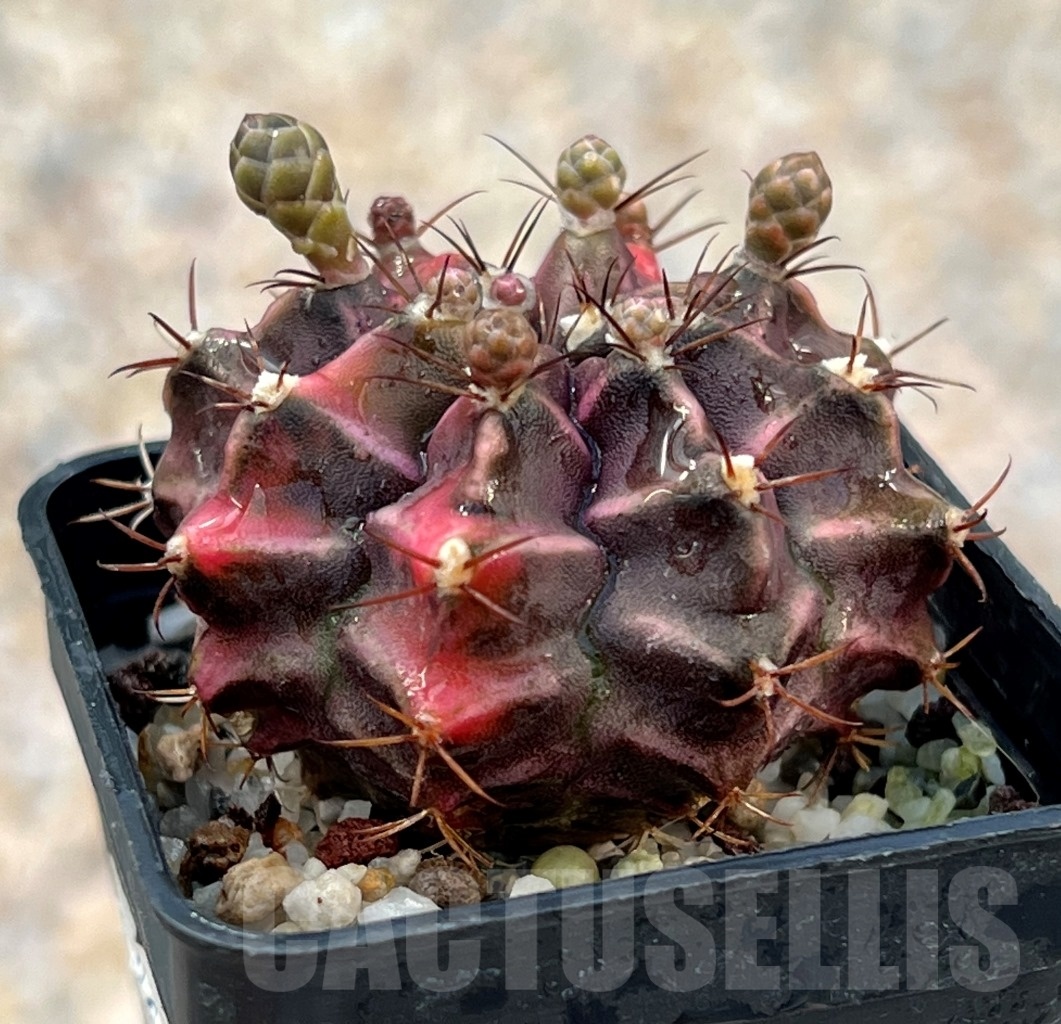 SHPR8051 Gymnocalycium mihanovichii variegated