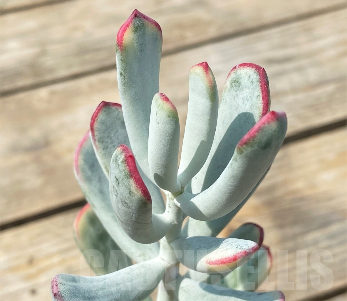 SHPR6903 Cotyledon orbiculata cv variegated, long leaf