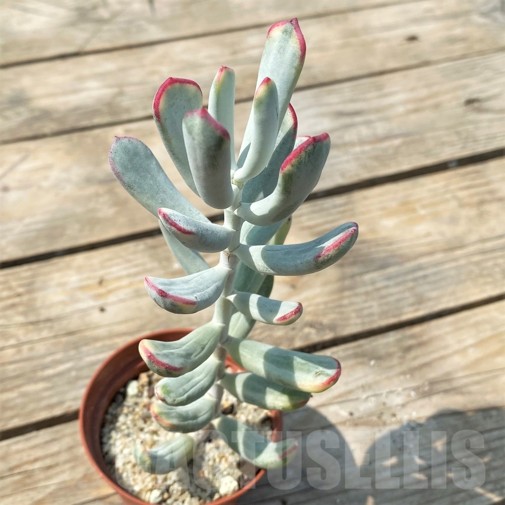 SHPR6903 Cotyledon orbiculata cv variegated, long leaf - Obrázek 2