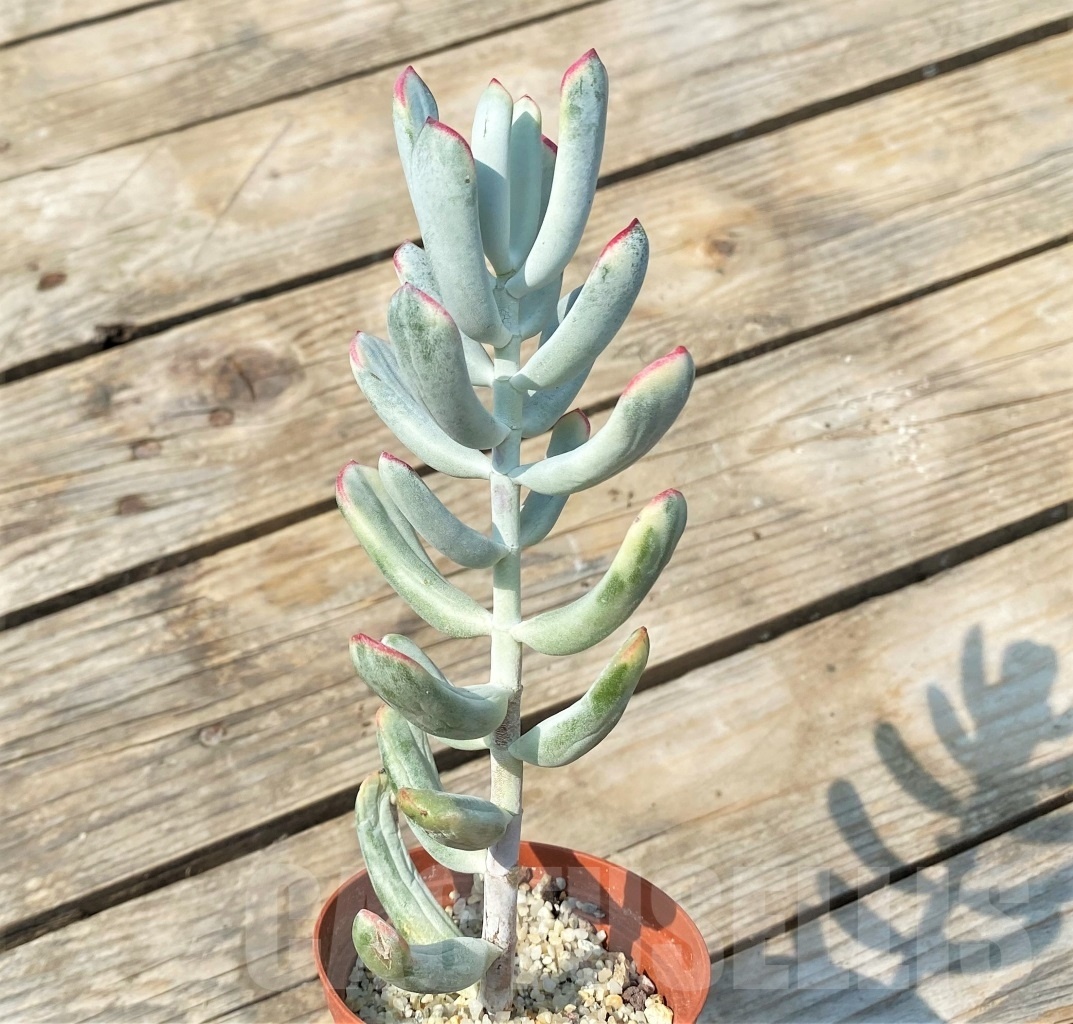 SHPR6903 Cotyledon orbiculata cv variegated, long leaf - Obrázek 3