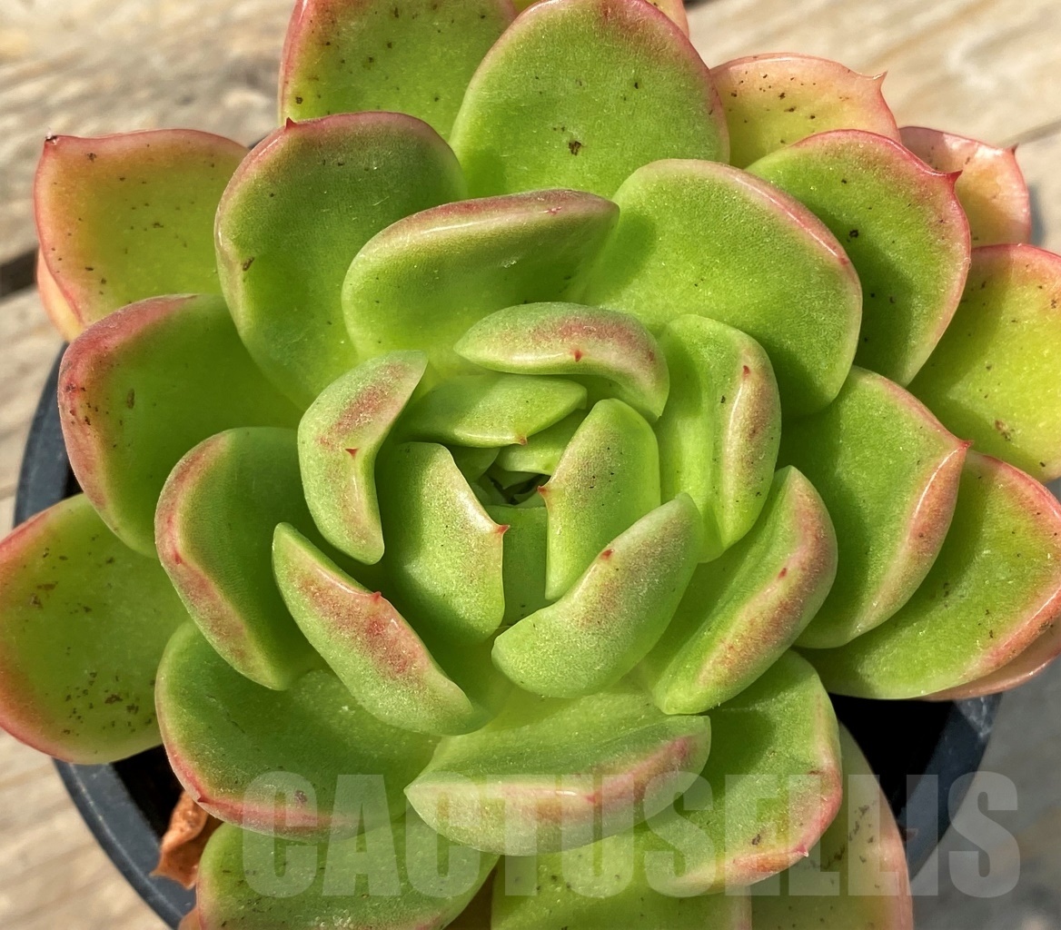 SHPR12800 Echeveria 'Gilva'