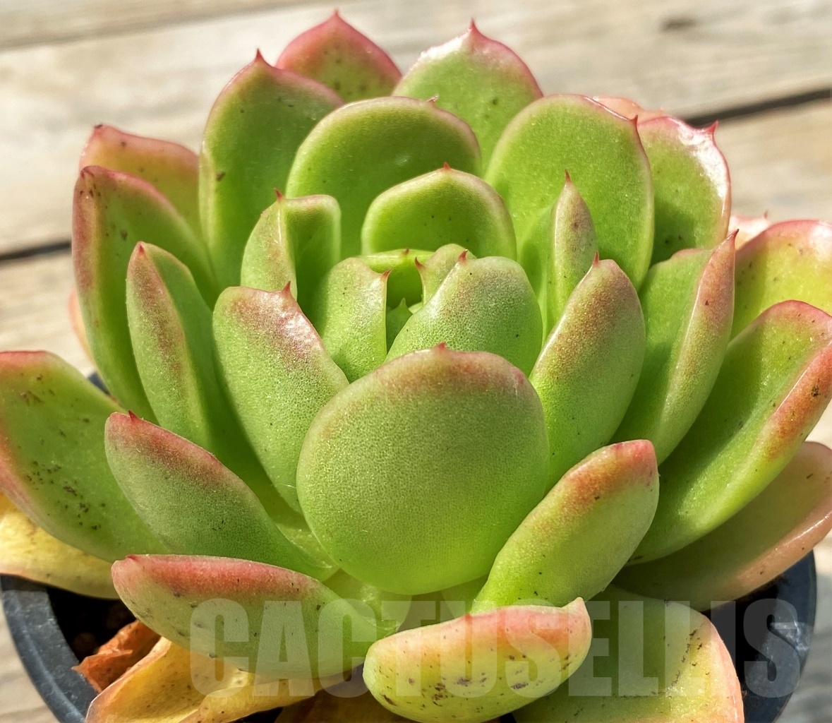 SHPR12800 Echeveria 'Gilva' - Obrázek 4