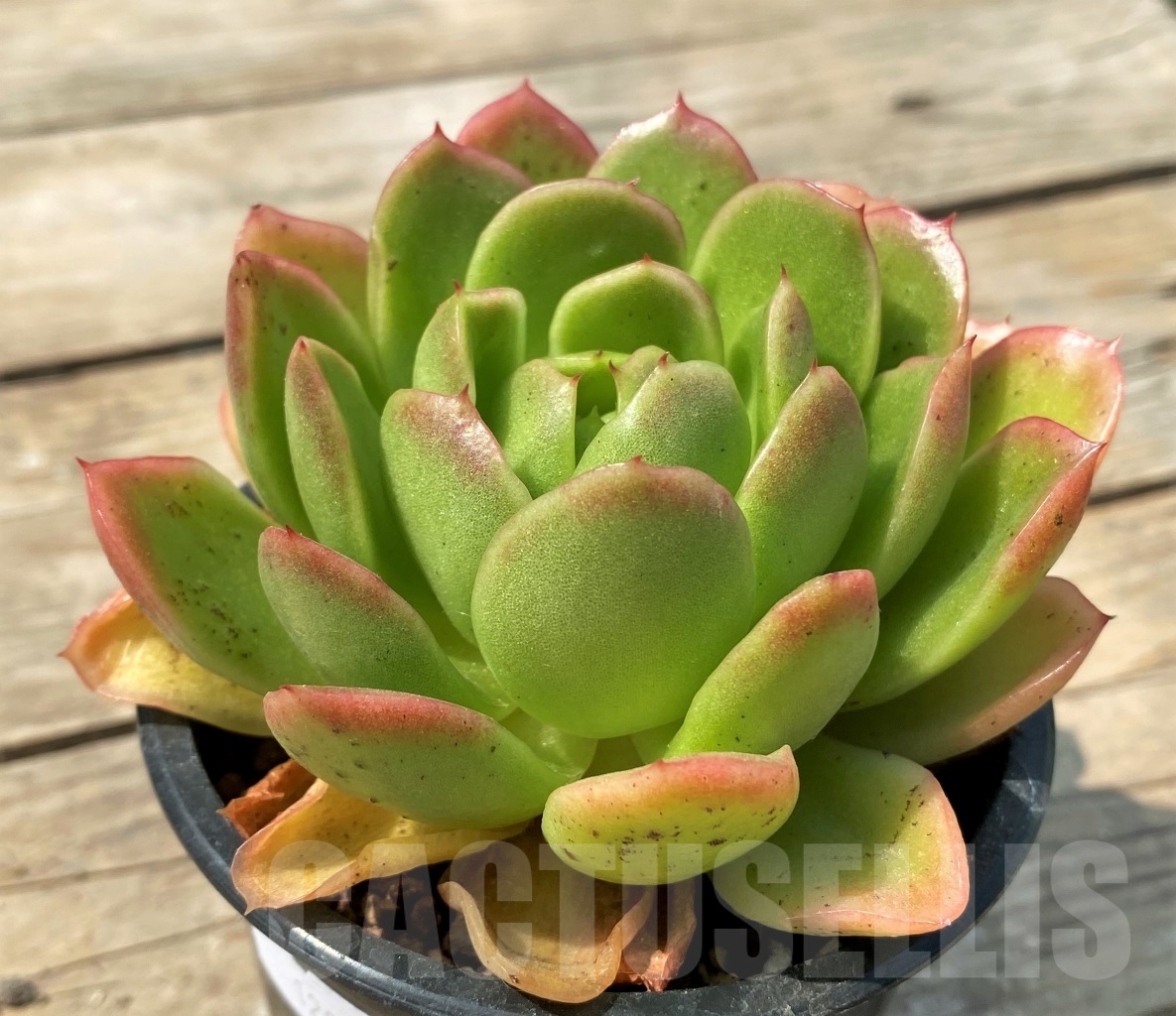 SHPR12800 Echeveria 'Gilva' - Obrázek 3