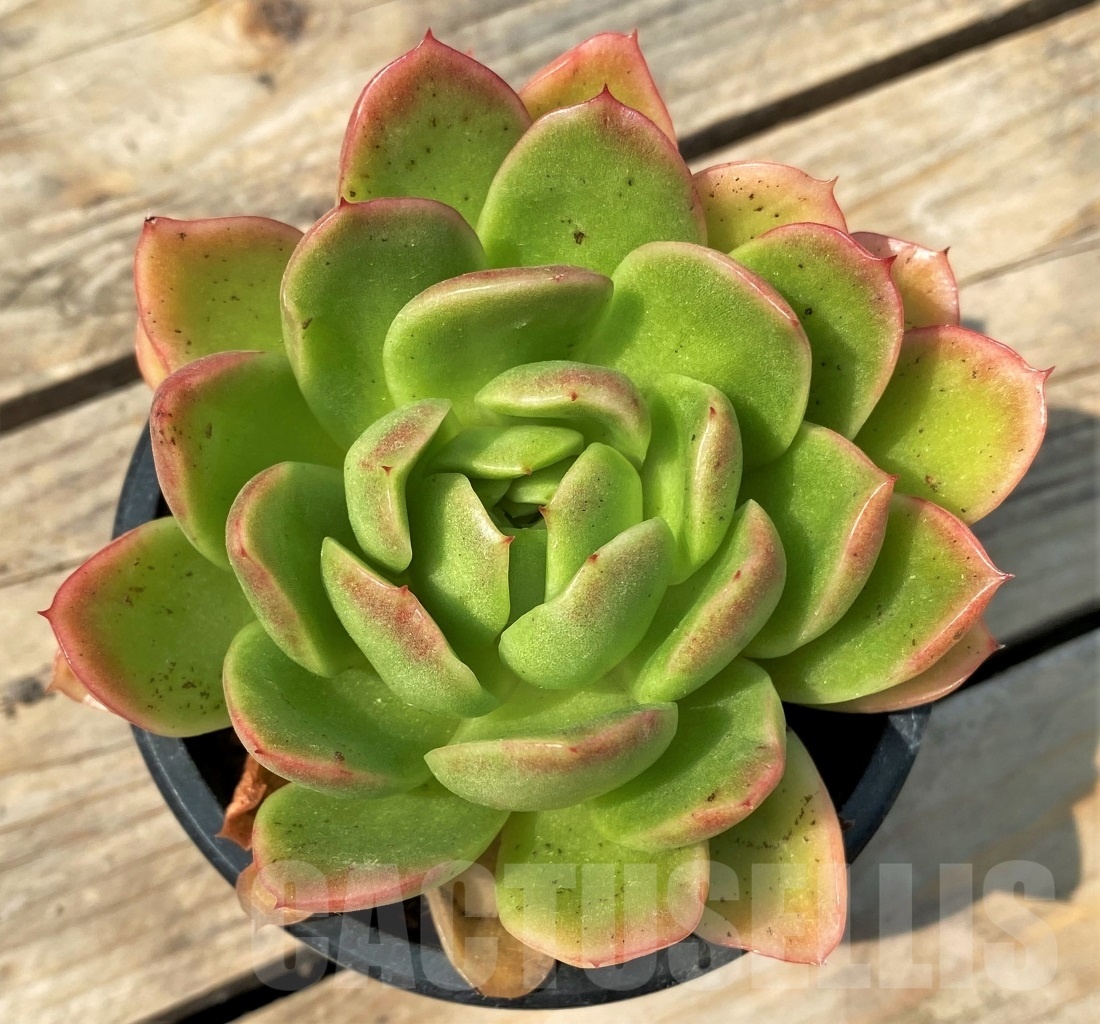 SHPR12800 Echeveria 'Gilva' - Obrázek 2