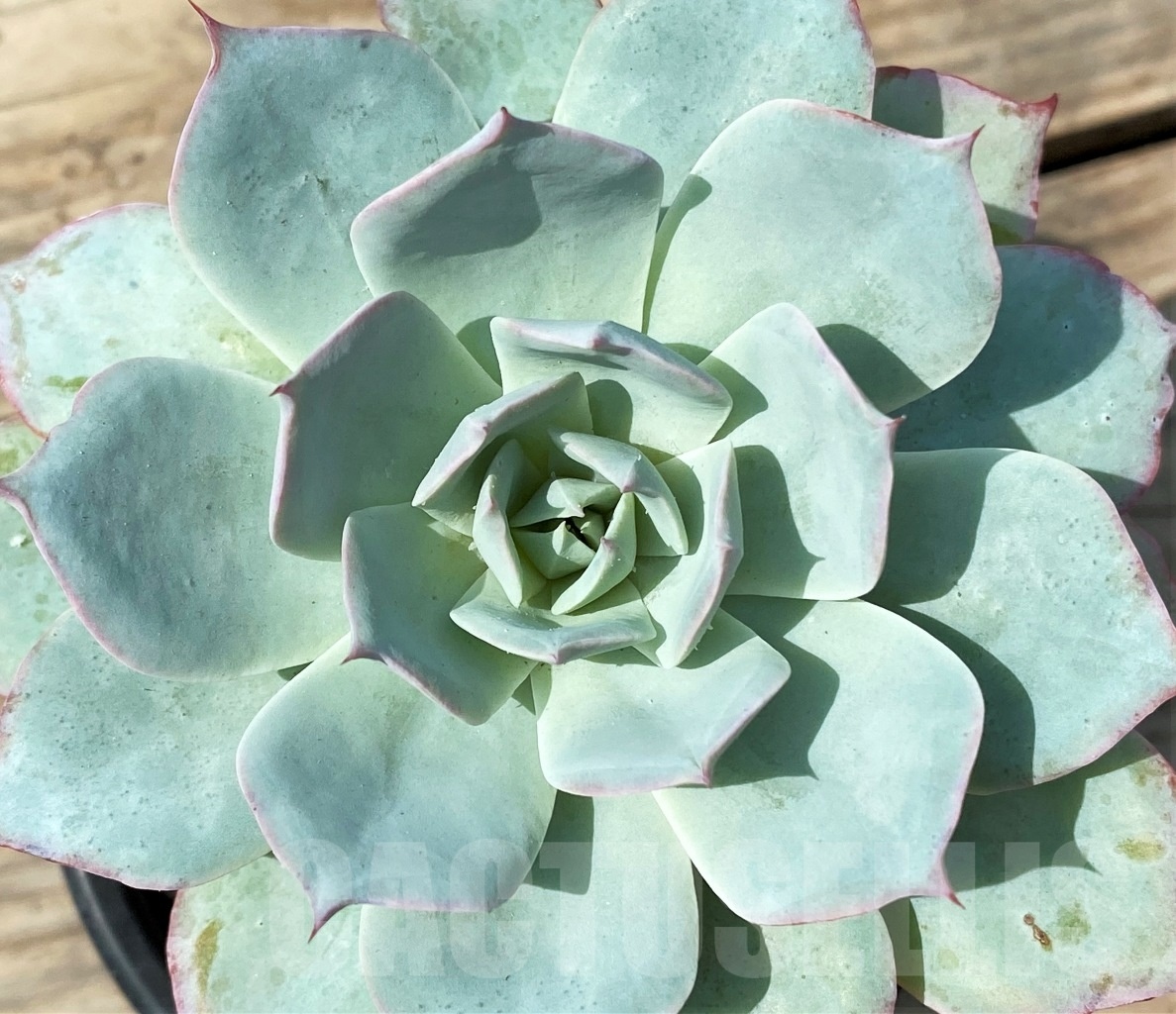SHPR12801 Echeveria lozano