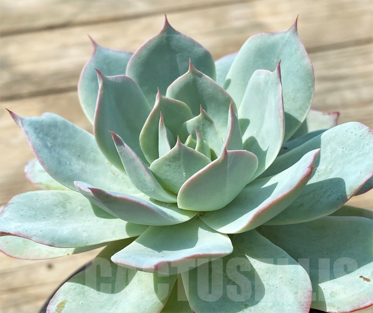 SHPR12801 Echeveria lozano - Image 2