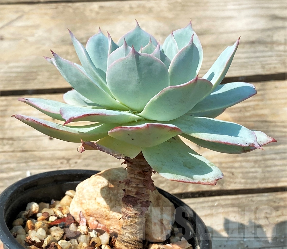 SHPR12801 Echeveria lozano - Image 3