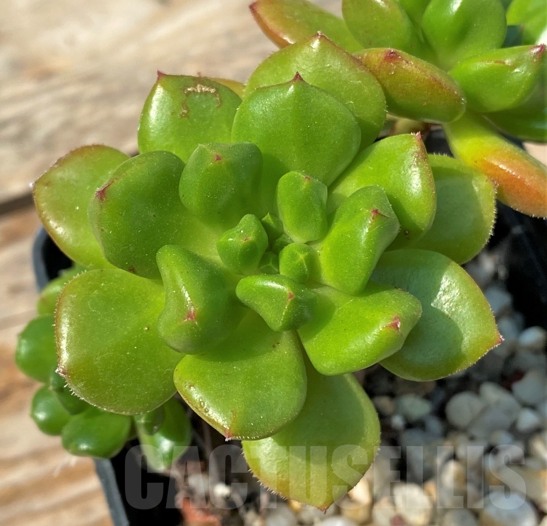 SHPR12803 Echeveria 'Red lantern' - Image 2