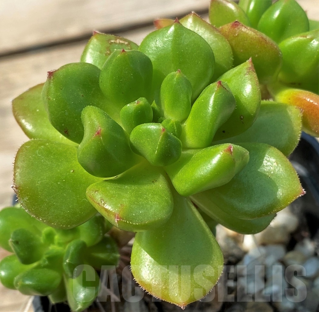 SHPR12803 Echeveria 'Red lantern'