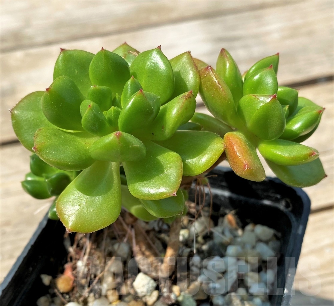 SHPR12803 Echeveria 'Red lantern' - Image 3