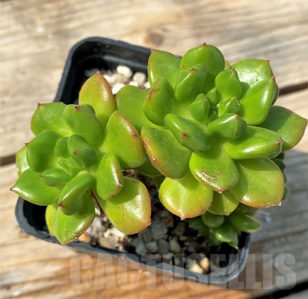 SHPR12803 Echeveria 'Red lantern' - Image 4