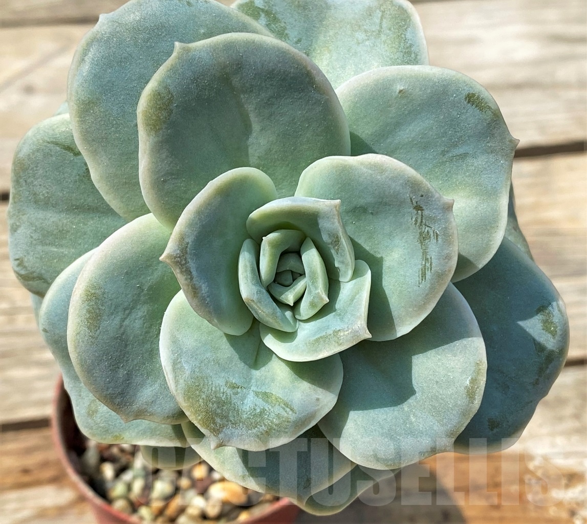SHPR12805 Graptoveria ‘Lovely Rose’