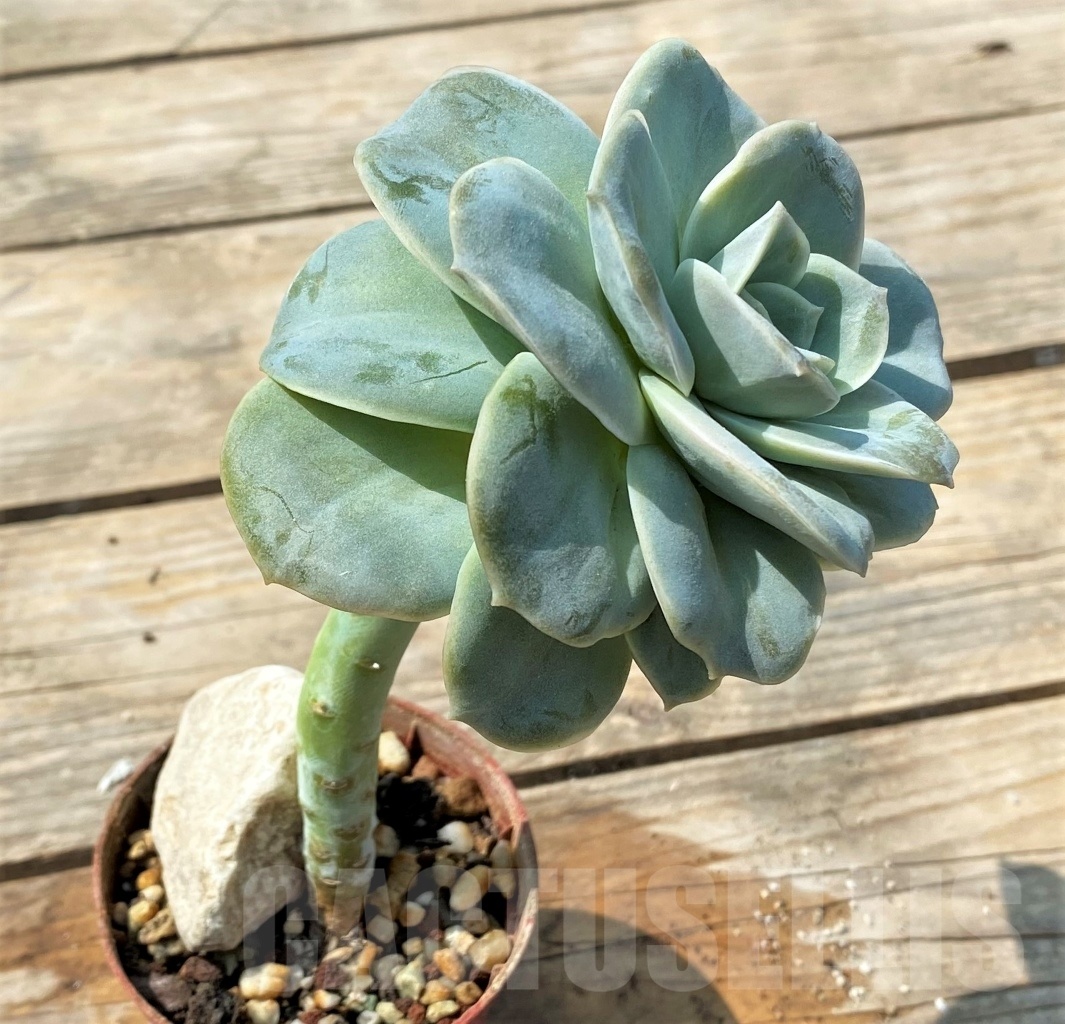 SHPR12805 Graptoveria ‘Lovely Rose’ - Image 2