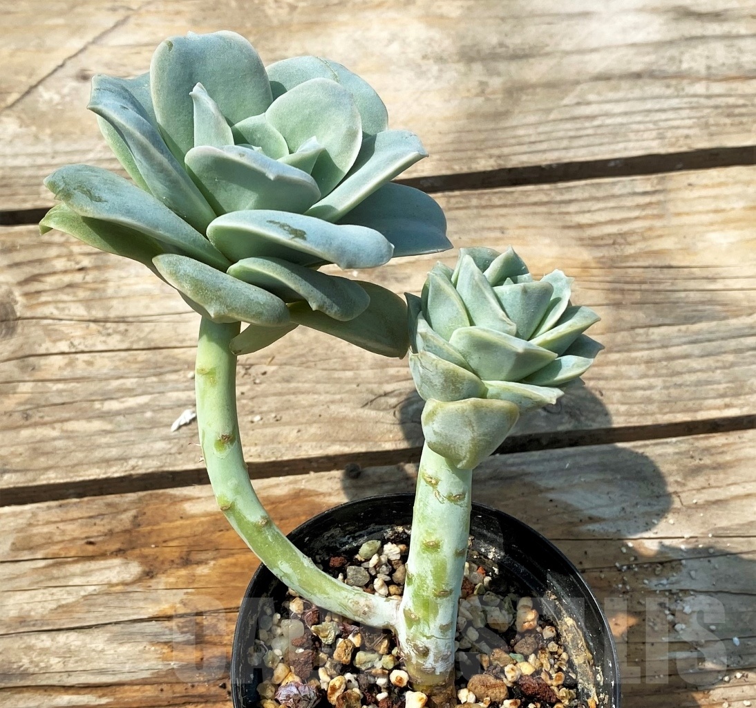 SHPR12806 Graptoveria ‘Lovely Rose’ - Image 2