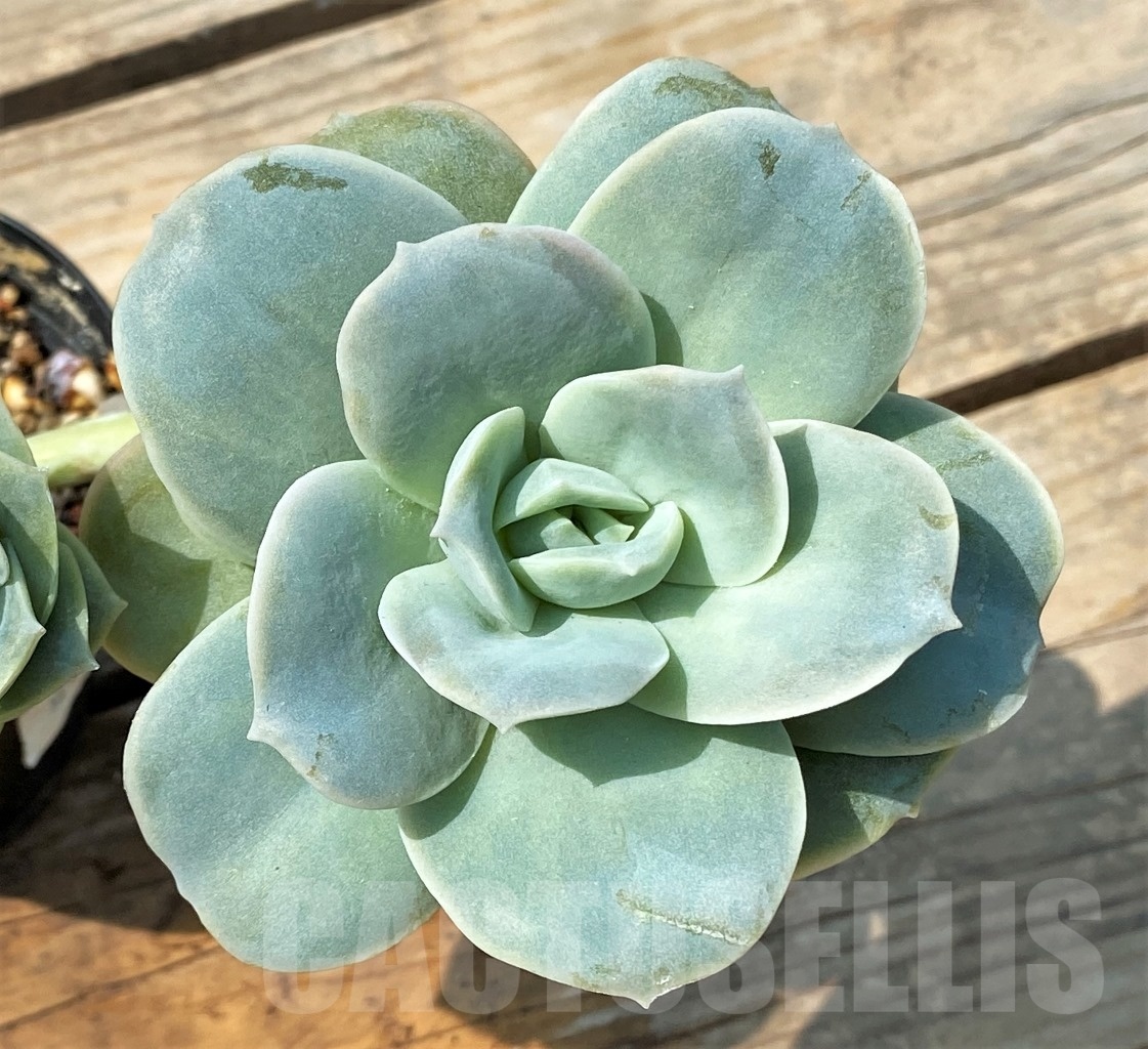 SHPR12806 Graptoveria ‘Lovely Rose’