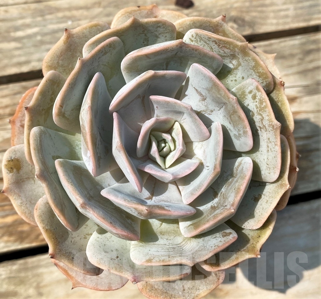 SHPR12807 Echeveria Marilyn