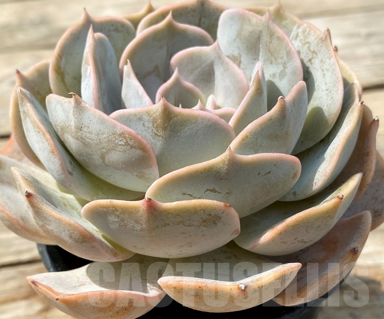 SHPR12807 Echeveria Marilyn - Image 2