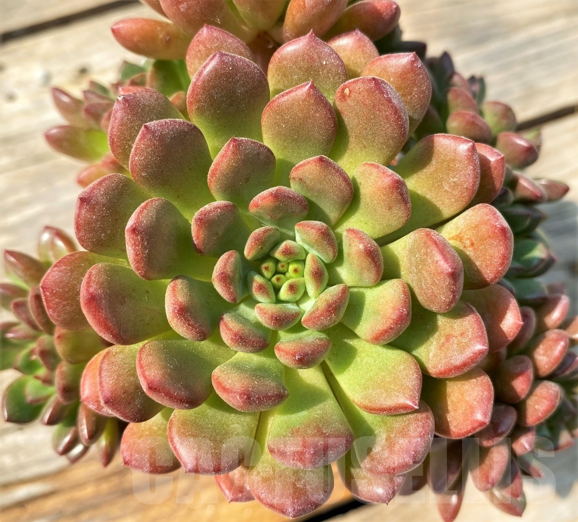 SHPR12808 Sedeveria 'Pink Ruby'