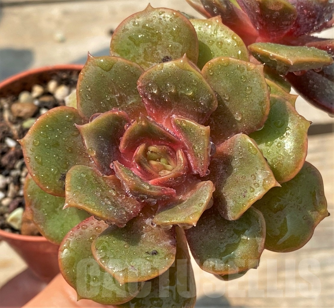 SHPR12810 Echeveria 'Da Hong Pao'