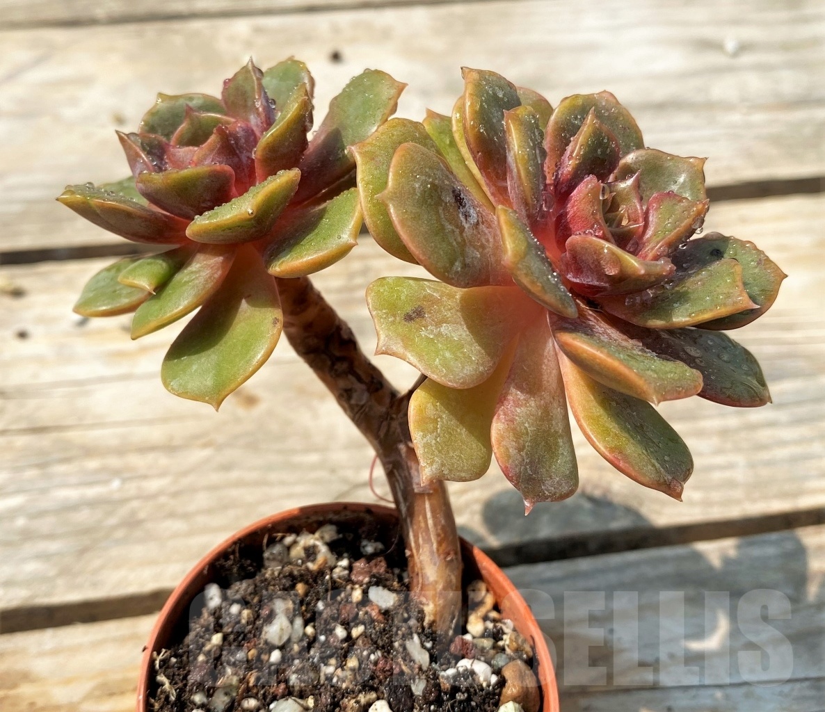 SHPR12810 Echeveria 'Da Hong Pao' - Image 2