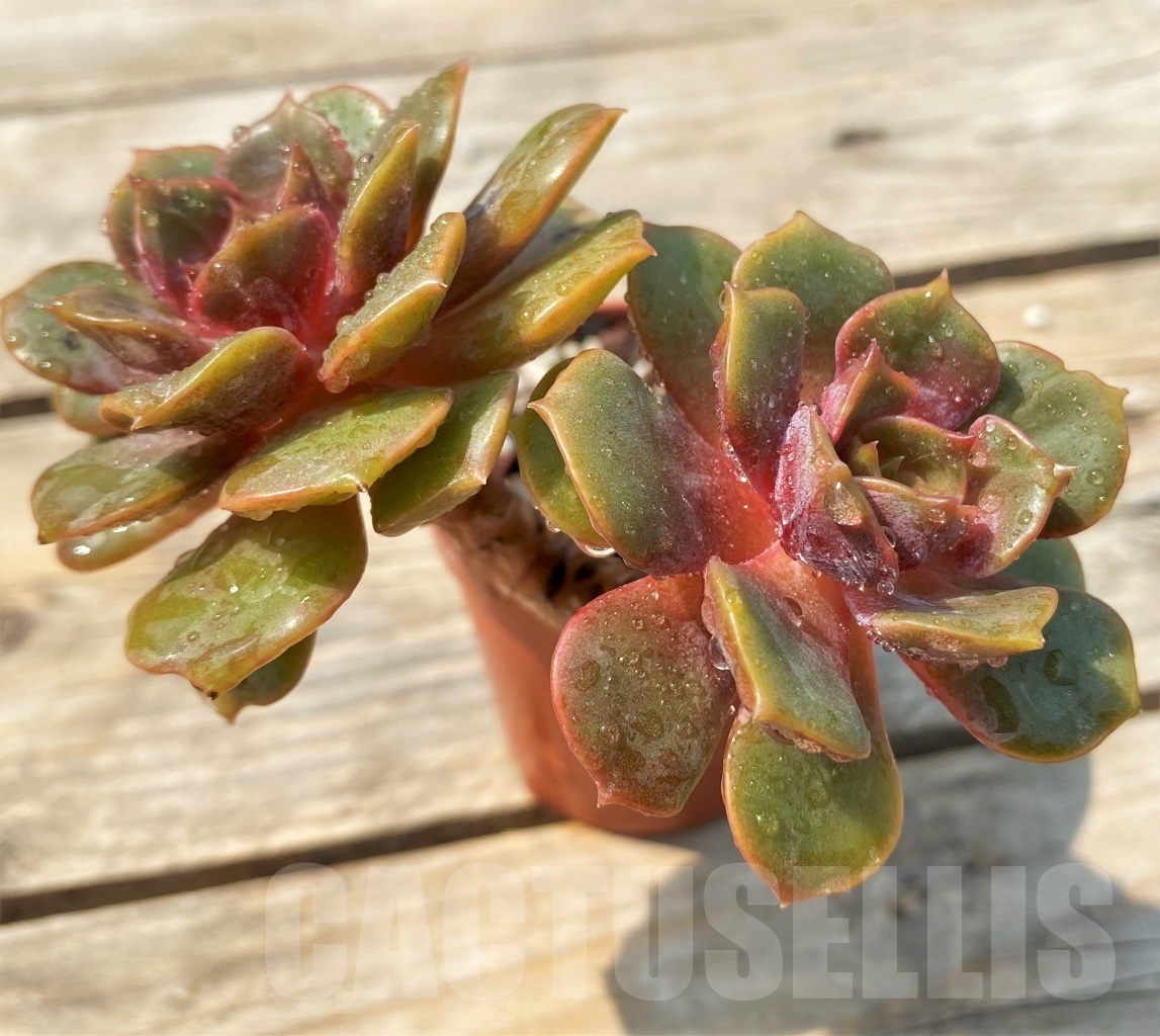 SHPR12810 Echeveria 'Da Hong Pao' - Image 3