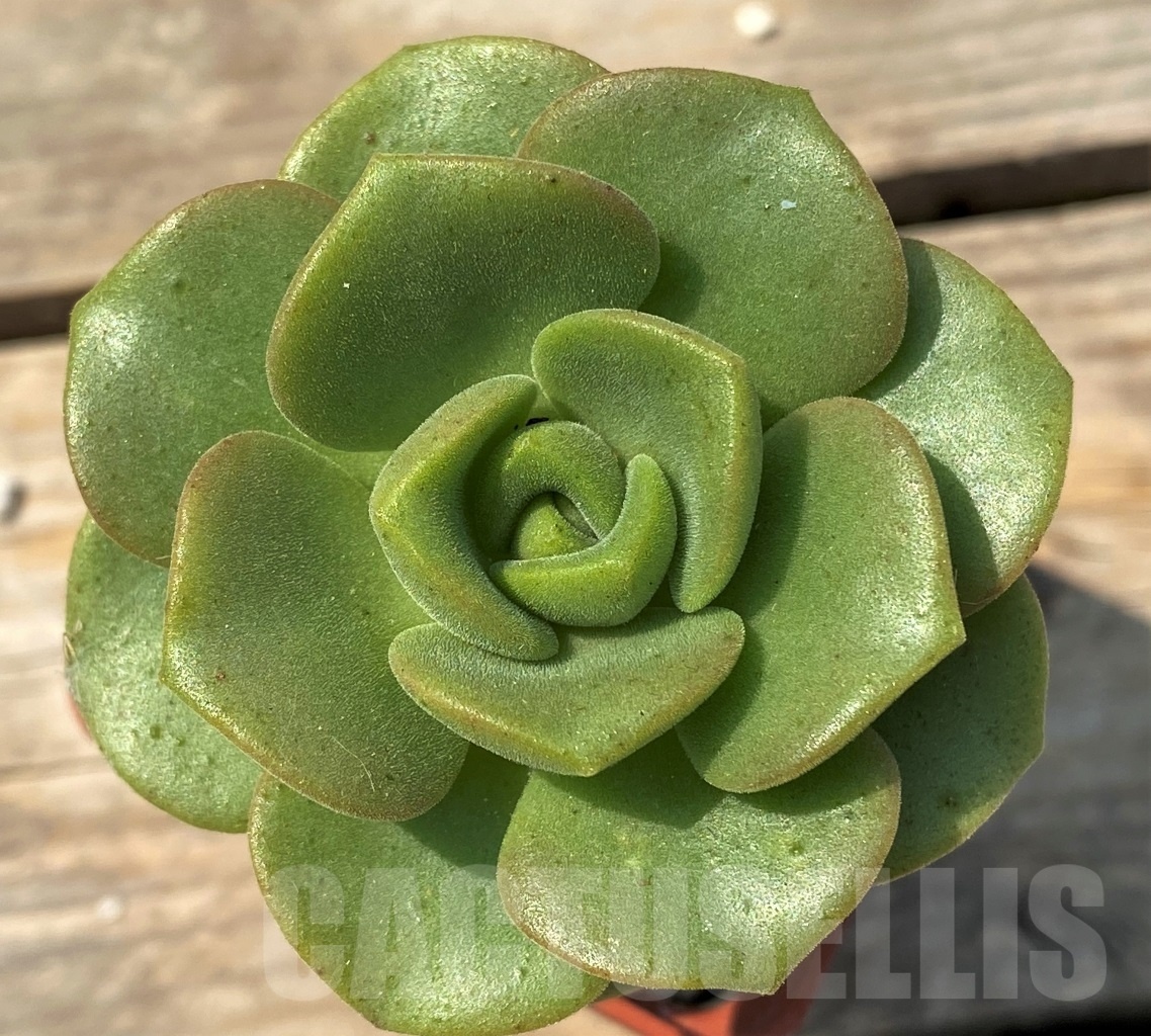 SHPR12811 Aeonium 'Lily Pad'