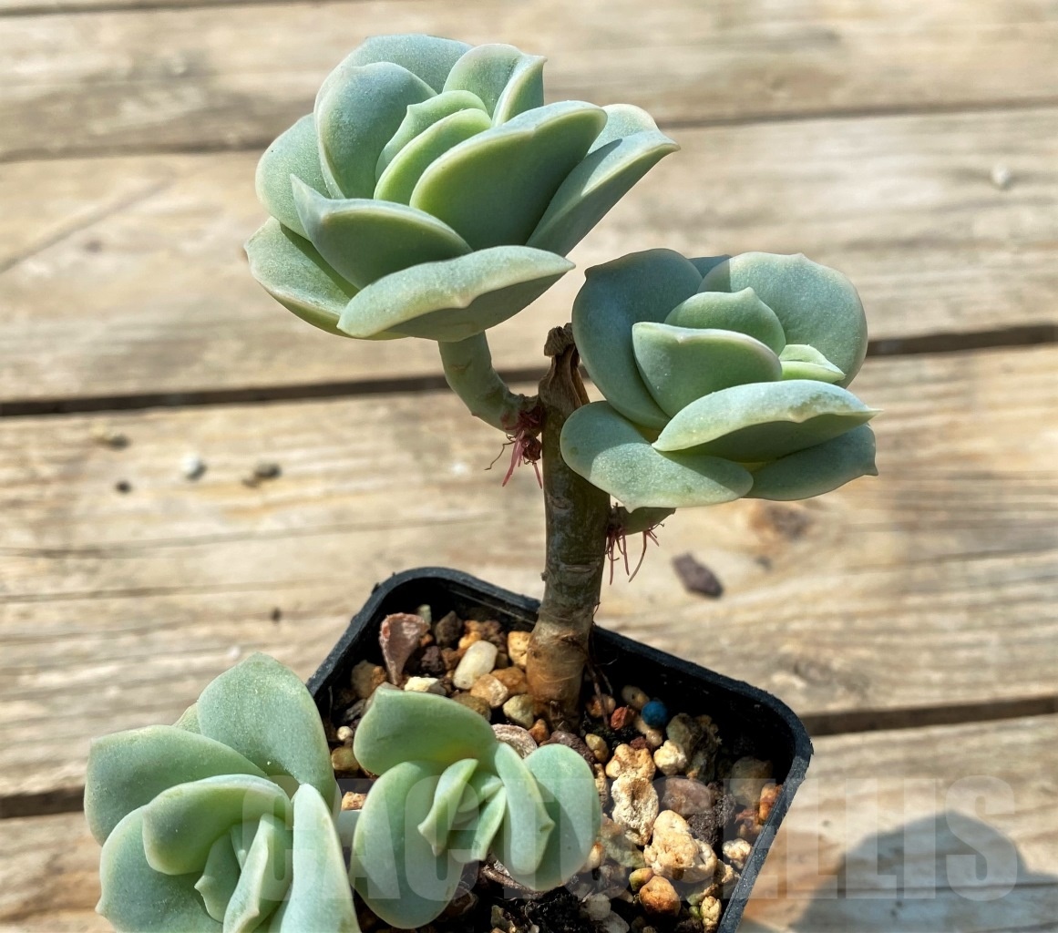 SHPR12813 Graptoveria 'Lovely Rose' - Image 3