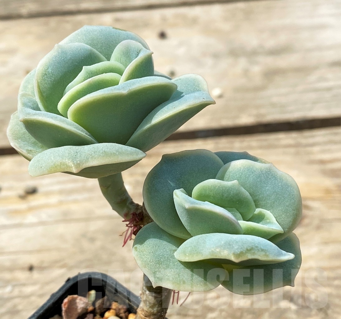 SHPR12813 Graptoveria 'Lovely Rose'