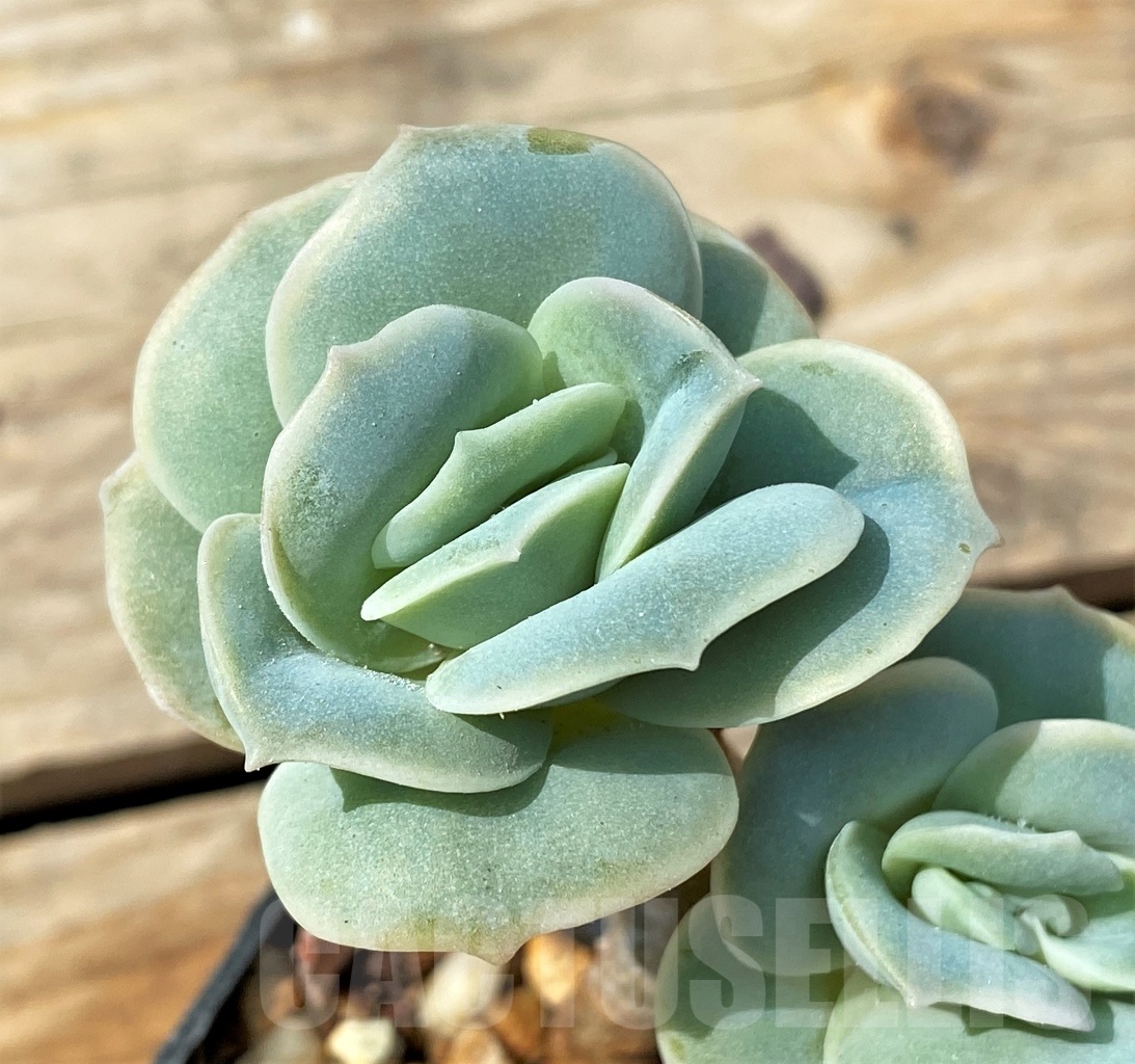 SHPR12813 Graptoveria 'Lovely Rose' - Image 2
