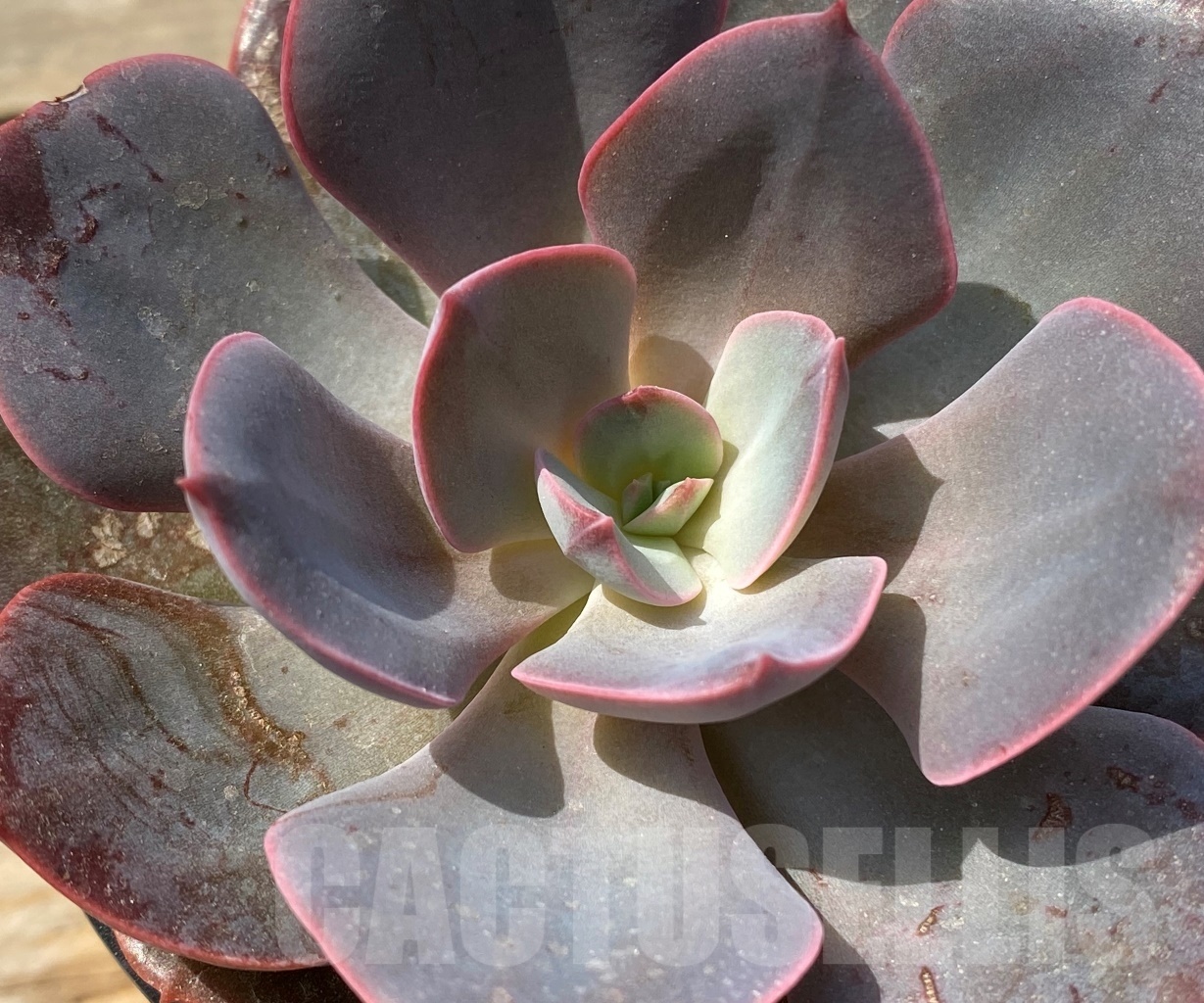 SHPR12814 Echeveria hybrid